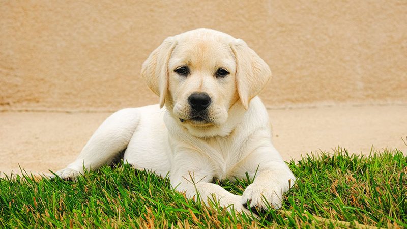 Discovering The Care Details I Had Never Thought Much About With Pup Labs