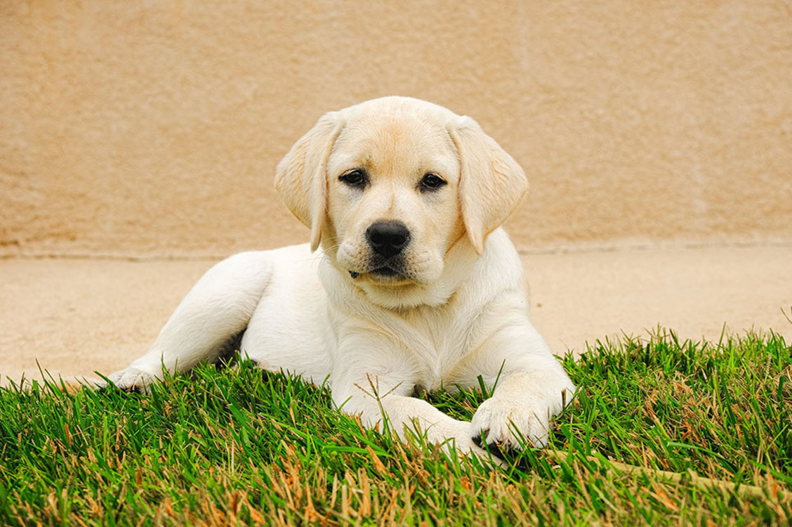 Discovering The Care Details I Had Never Thought Much About With Pup Labs